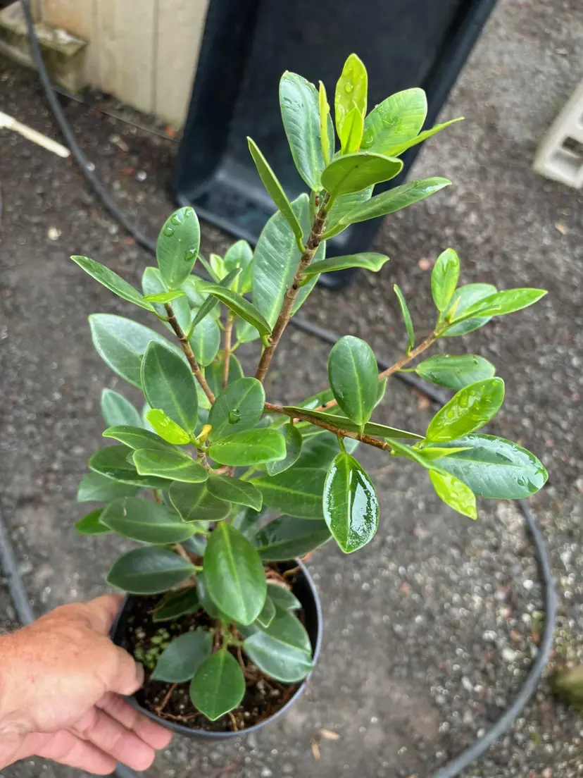 Ginseng Ficus