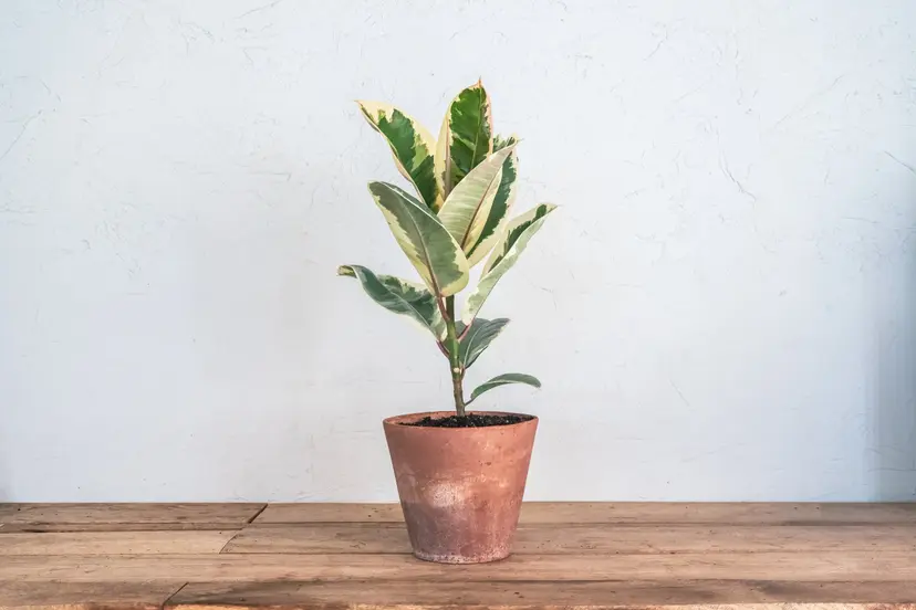 Ficus Tineke