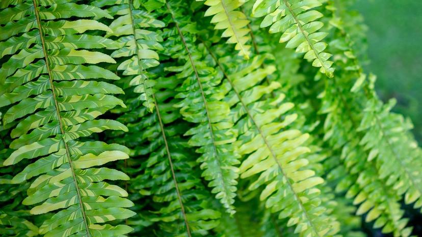 Boston Fern