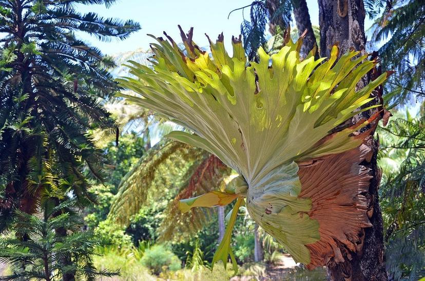 Staghorn Fern