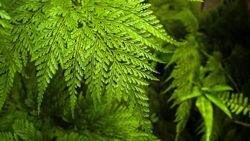Rabbit's Foot Fern