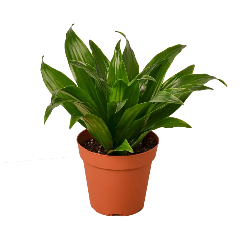 Dracaena Deremensis Janet Craig