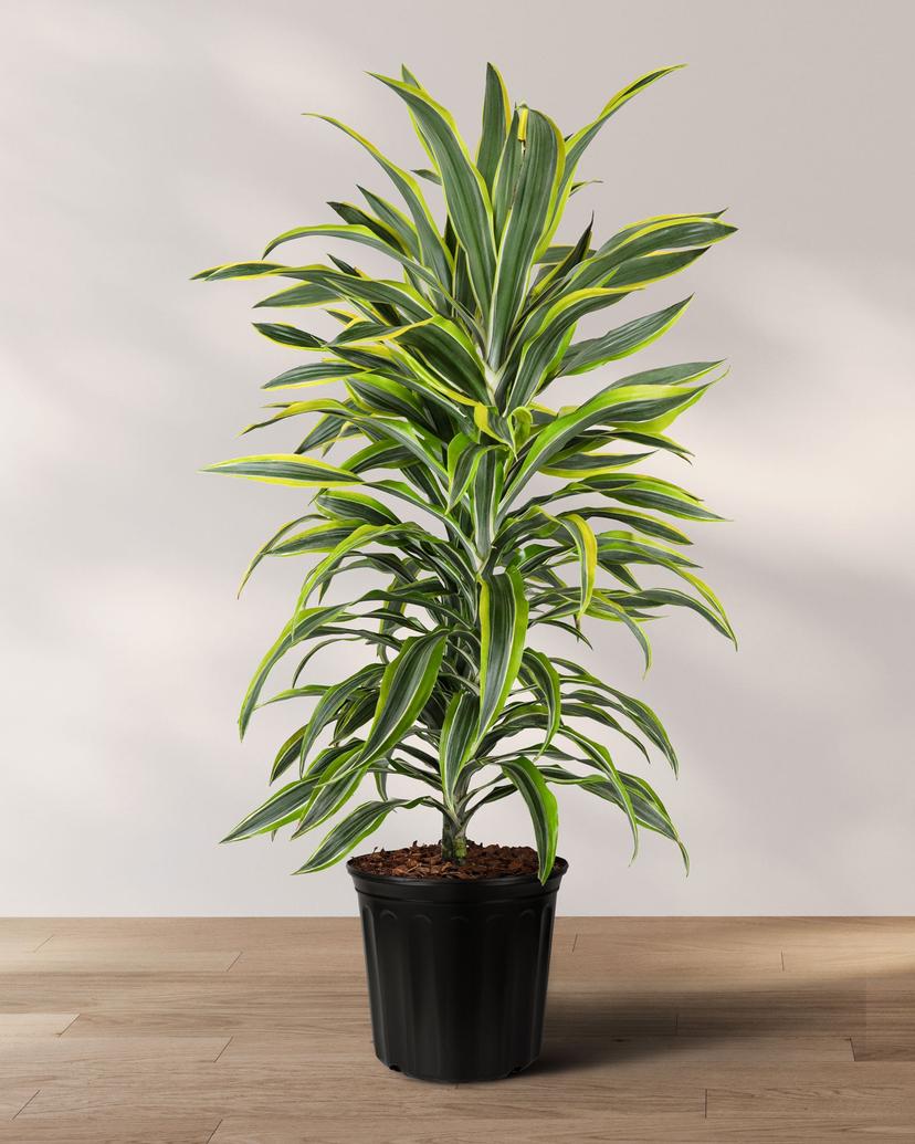 Dracaena Warneckii Lemon Lime