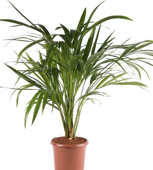 Dwarf Areca