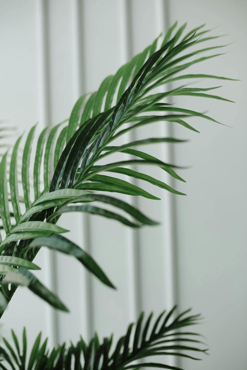 Variegated Areca