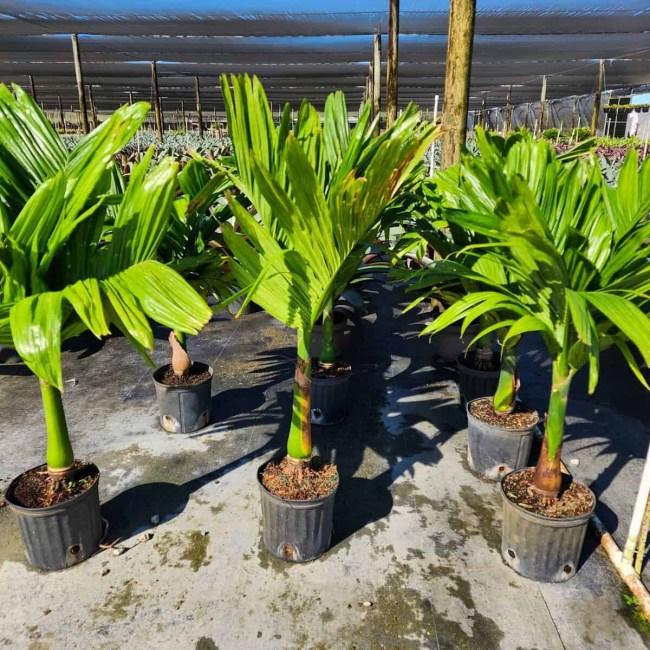Areca Catechu