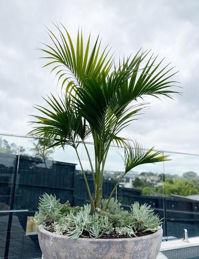 Howea belmoreana (Belmore Sentry Palm)