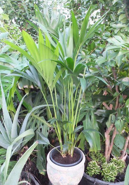 Double Stem Kentia