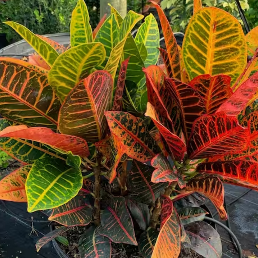 Croton Petra