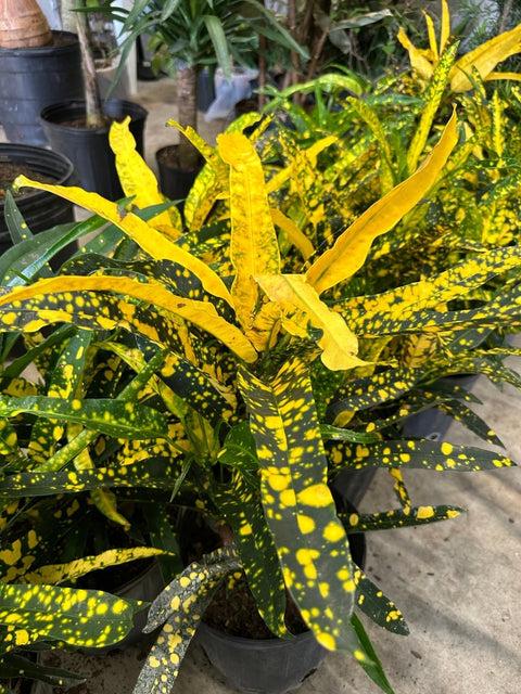 Croton Eleanor Roosevelt