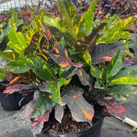 Croton Magnificent