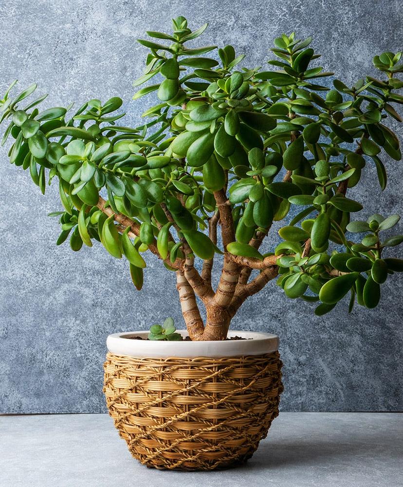 Classic Jade (Crassula ovata)