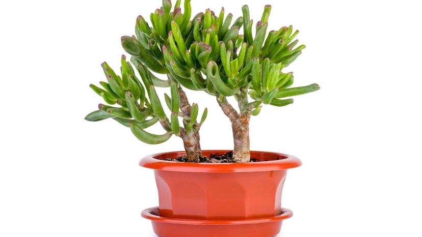 Gollum Jade (Crassula ovata 'Gollum')