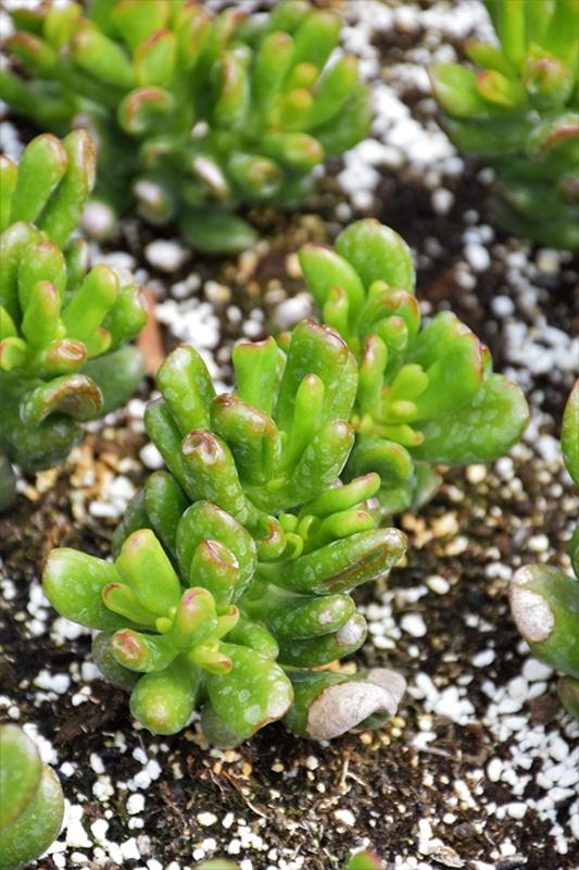 Hobbit Jade (Crassula ovata 'Hobbit')