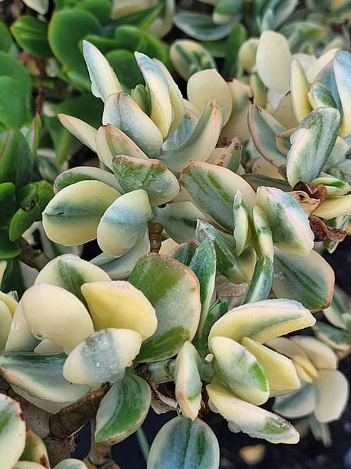 Variegated Jade (Crassula ovata 'Variegata')