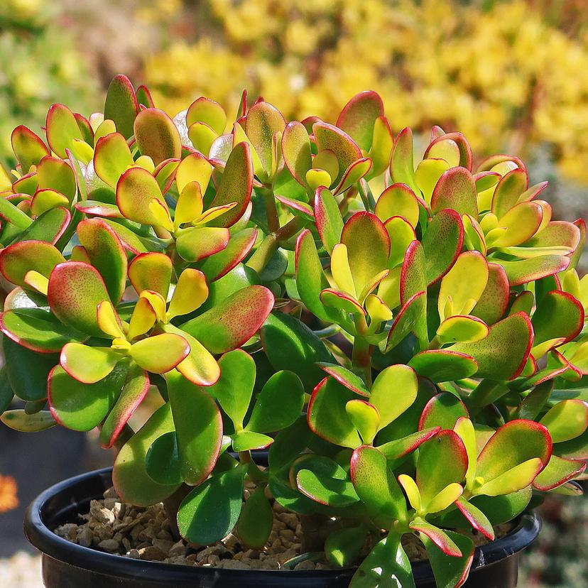 Botany Bay Jade (Crassula ovata 'Botany Bay')