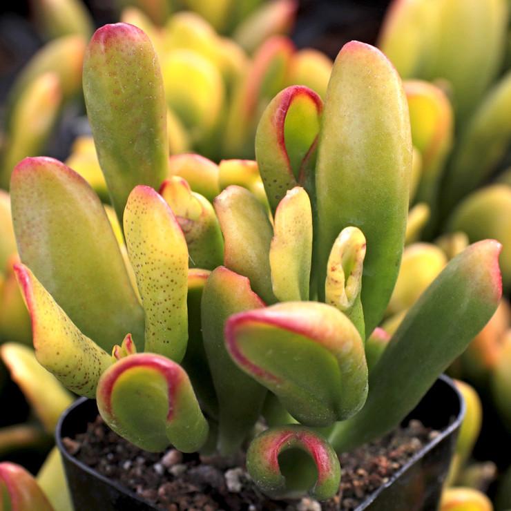 E.T.'s Fingers (Crassula ovata 'ET's Fingers')