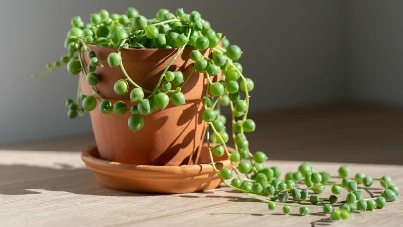 Classic String of Pearls