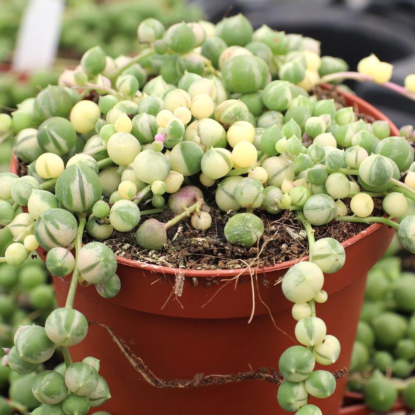 Variegated String of Pearls