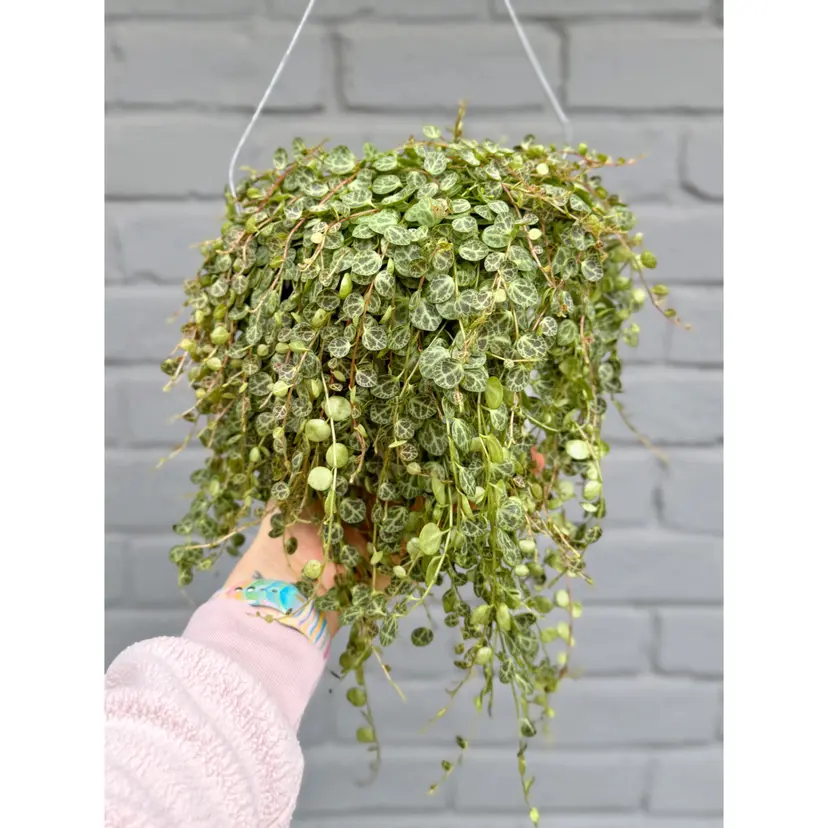 Variegated String of Turtles