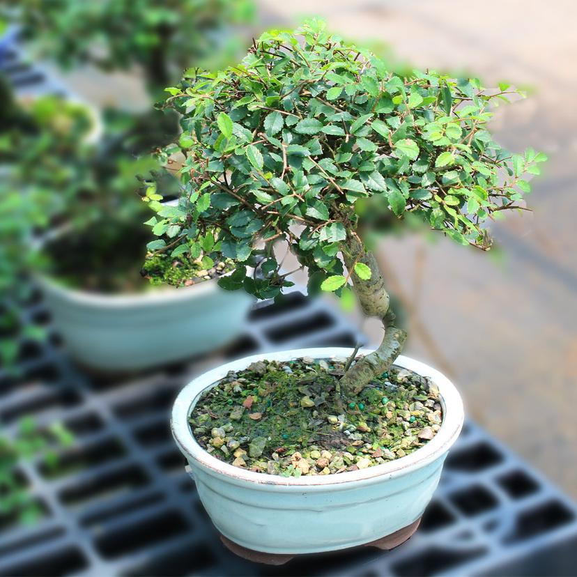 Chinese Elm Bonsai