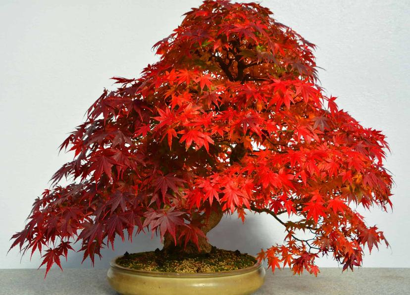 Japanese Maple Bonsai