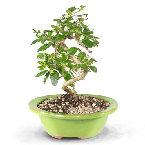 Fukien Tea Bonsai
