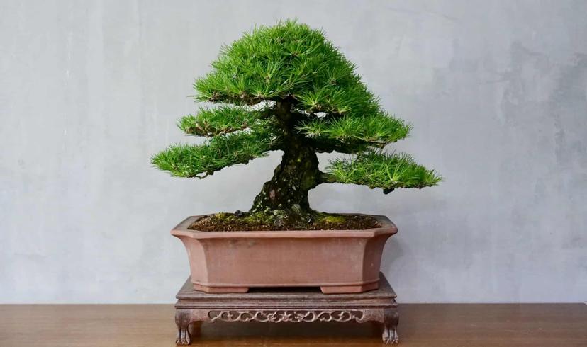 Pine Bonsai