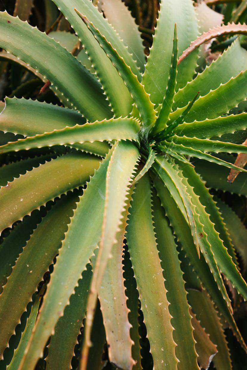 Lace Aloe
