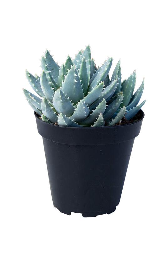 Short-Leaf Aloe