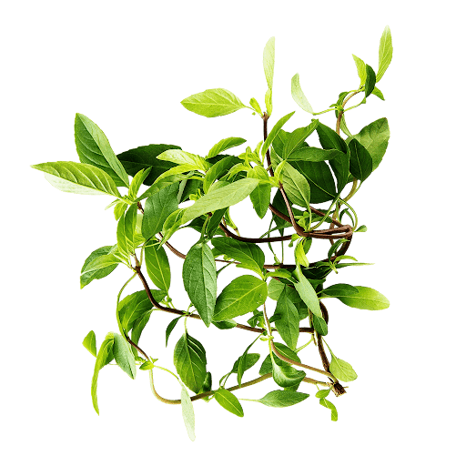 Thai Basil