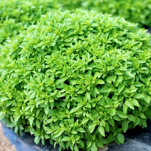 Greek Columnar (Spicy Globe)