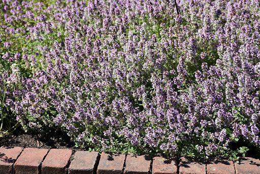 Common Thyme (English Thyme)