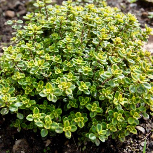Lemon Thyme