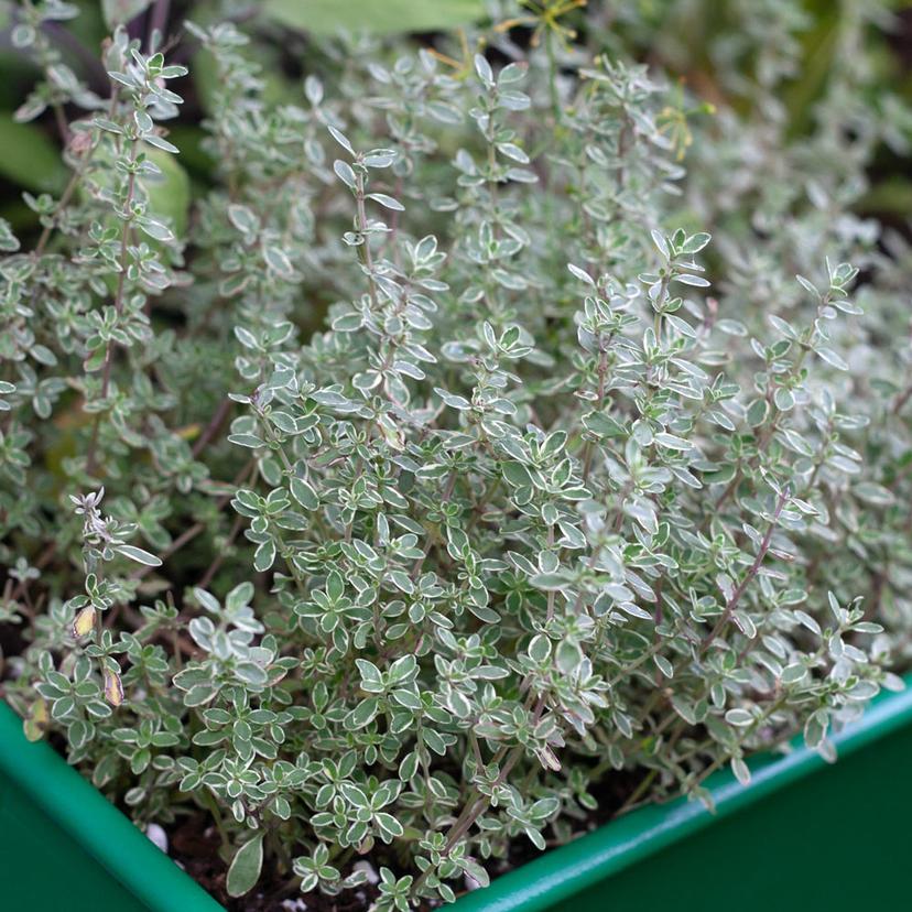 Silver Lemon Thyme