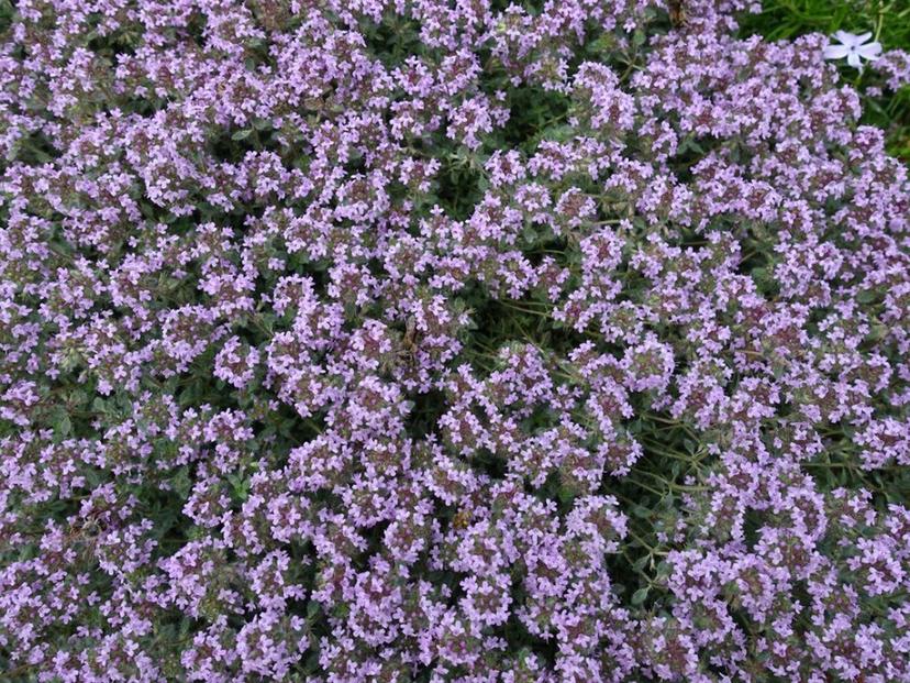 Woolly Thyme