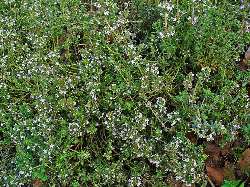 French Thyme