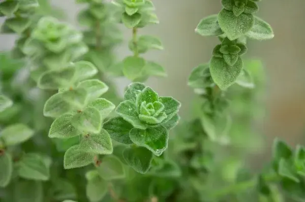 Greek Oregano