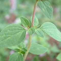 Common Oregano