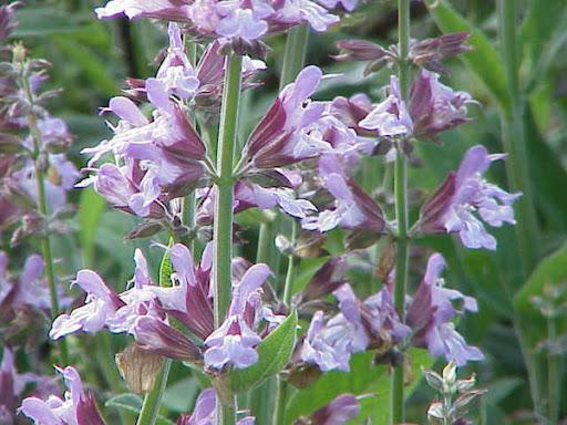 Common Sage (Salvia officinalis)