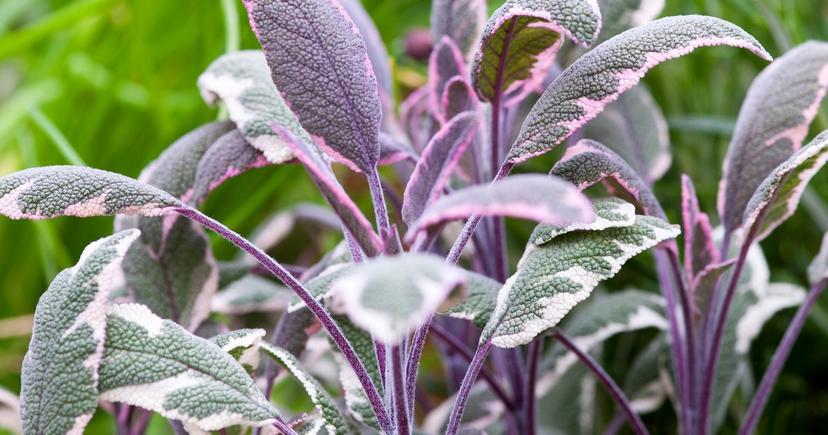 Tricolor Sage (Salvia officinalis 'Tricolor')