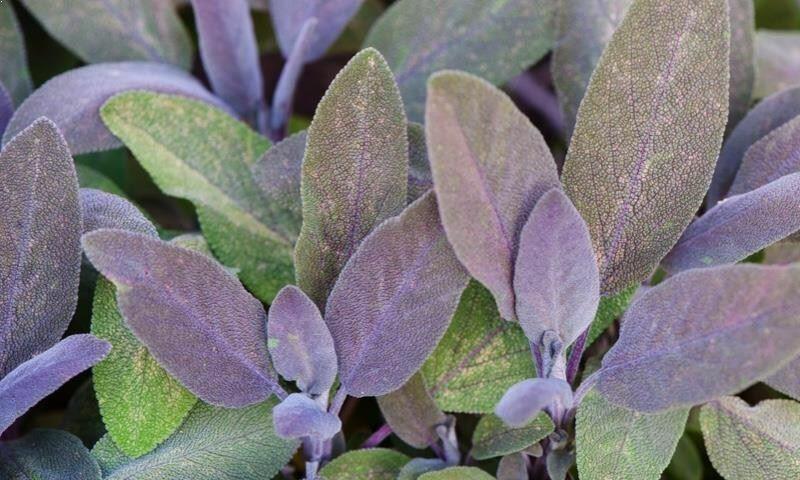 Purple Sage (Salvia officinalis 'Purpurascens')