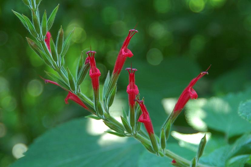 Pineapple Sage (Salvia elegans)