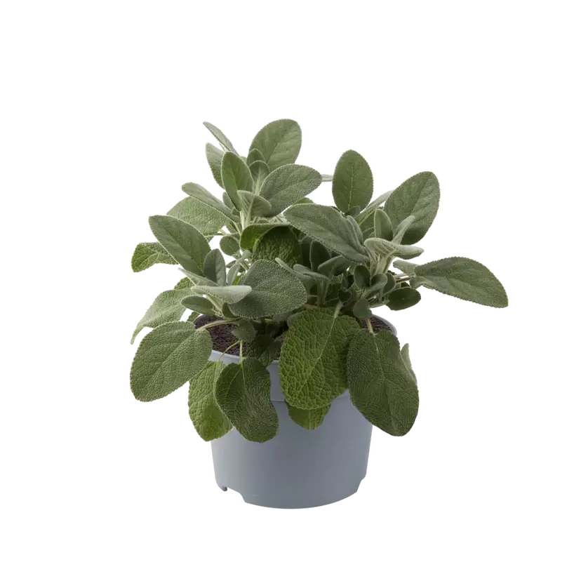 Berggarten Sage (Salvia officinalis 'Berggarten')