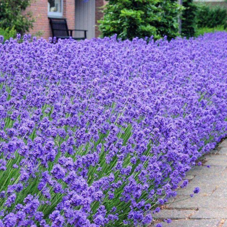 English Lavender 'Munstead'