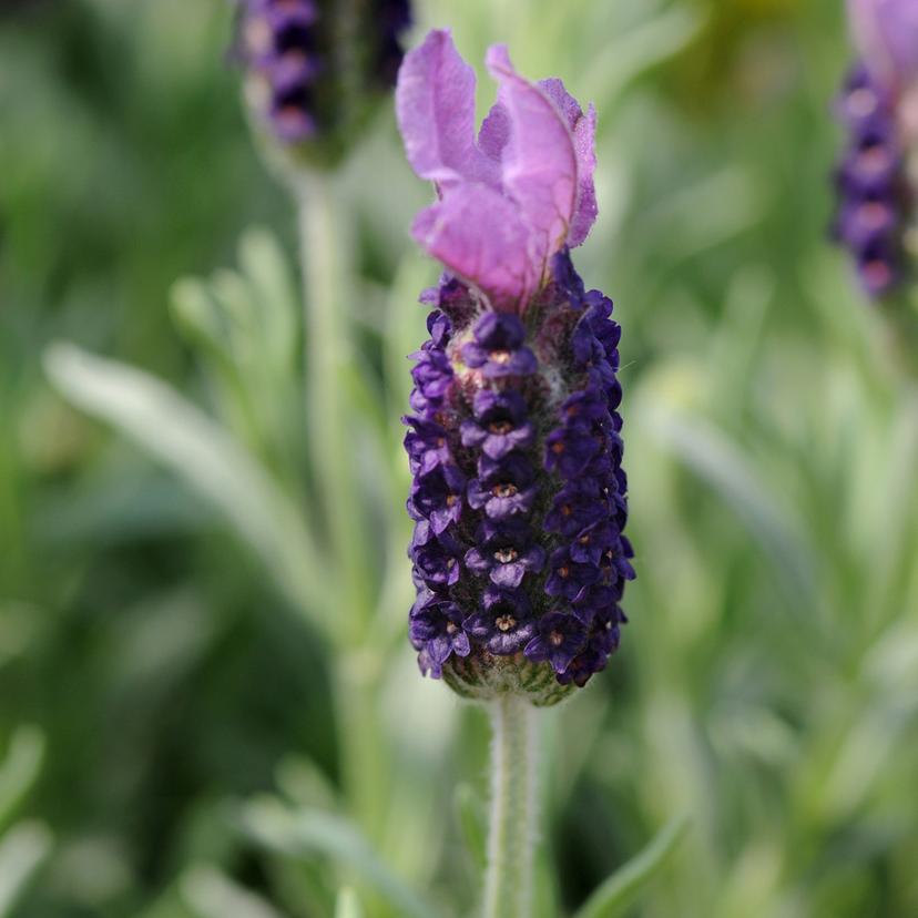 Spanish Lavender 'Anouk'