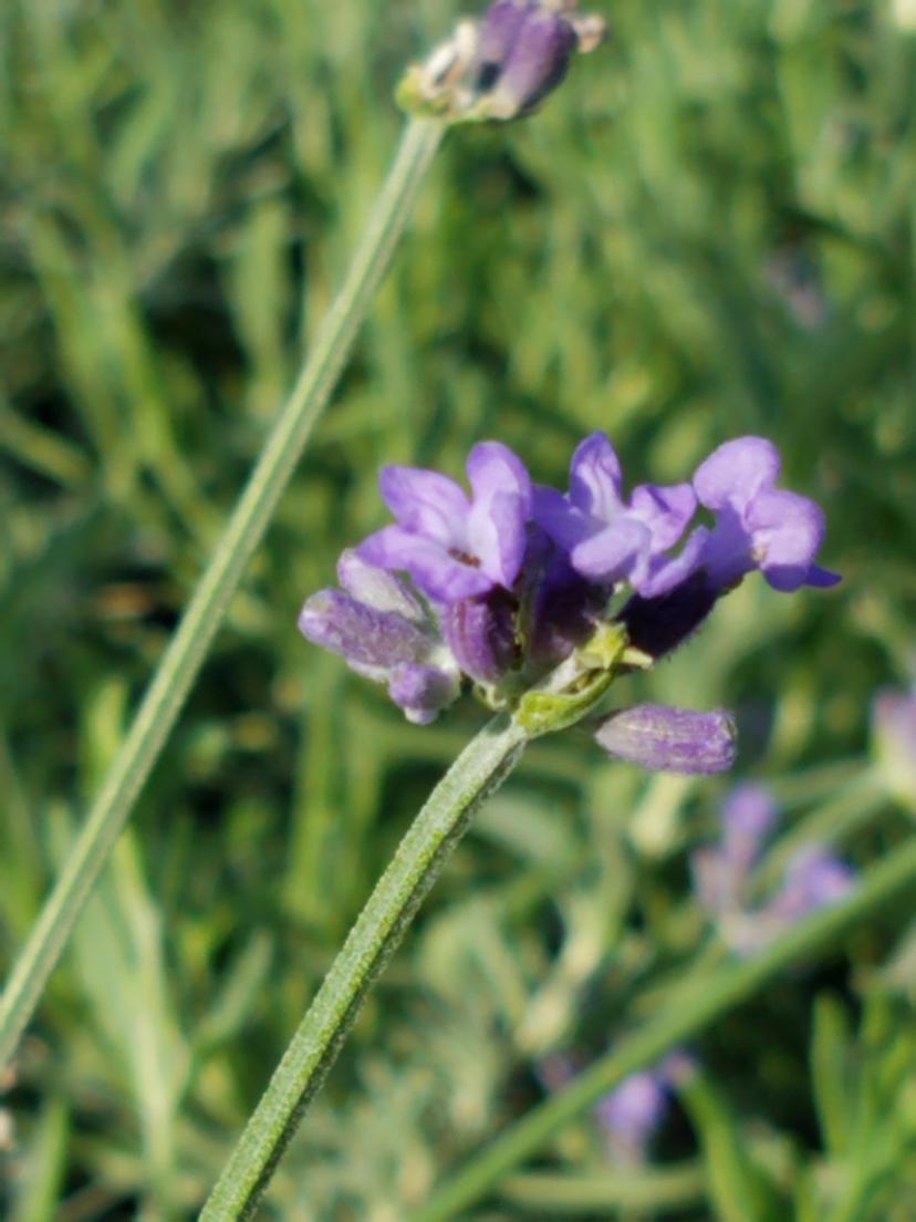 Dwarf English Lavender 'Hidcote'