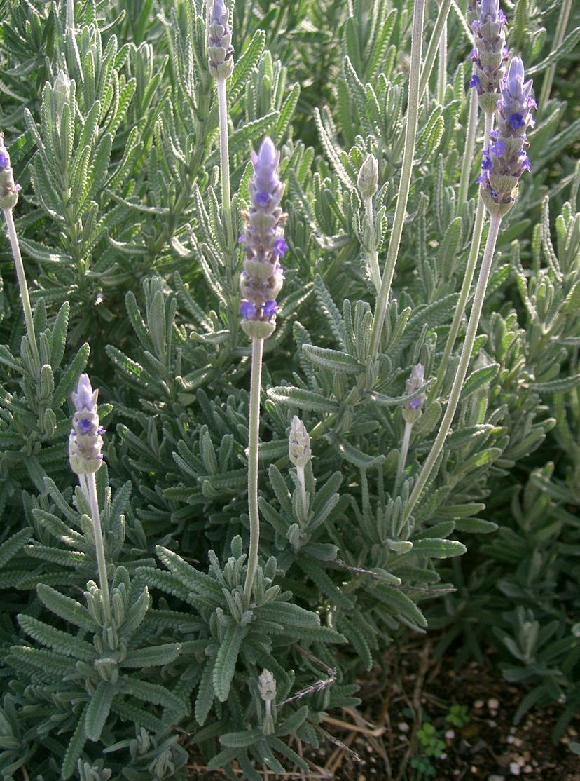 French Lavender 'White Blush'