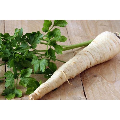 Hamburg (Turnip-Rooted) Parsley