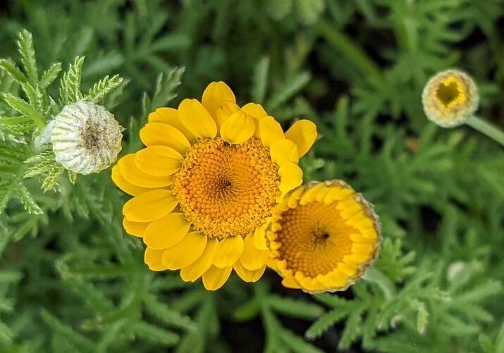 Dyer's Chamomile (Anthemis tinctoria)